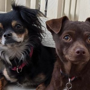 Meet your Posher, Sue